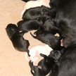 Breed (B-litter)