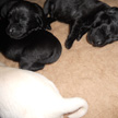 Breed (B-litter)