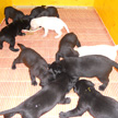 Breed (B-litter)