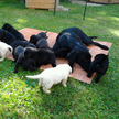 Breed (B-litter)