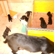 Breed (B-litter)