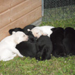 Breed (B-litter)