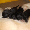 Breed (C-litter)