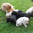 Breed (C-litter)