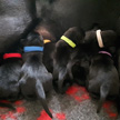 Breed (F-litter)