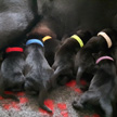 Breed (F-litter)