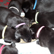 Breed (F-Litter)