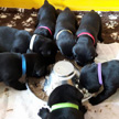 Breed (F-litter)