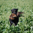 Int. FTCH Lesser Burdock Ansdell Jodie