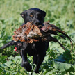 Int. FTCH Lesser Burdock Ansdell Jodie