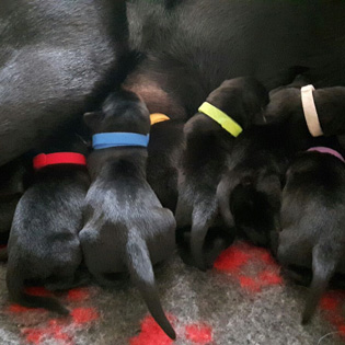 F-Litter born