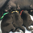 Breed (H-litter)